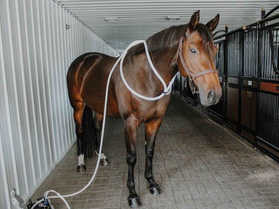 Equine MagnaWave PEMF Services