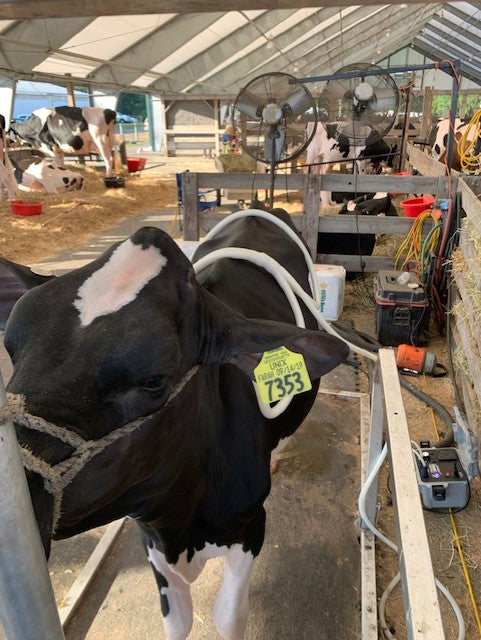 Farm and Show Livestock MargnaWave PEMF Services