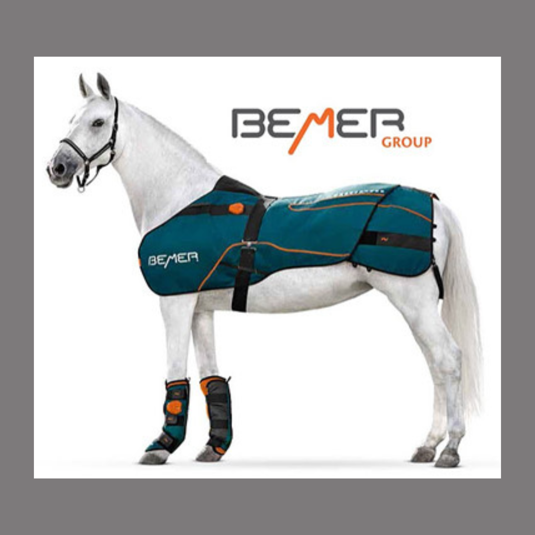 Bemer Horse Session – SportHorse Performance Collection LLC