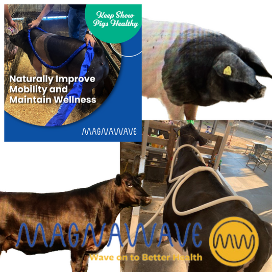 Farm and Show Livestock MargnaWave PEMF Services