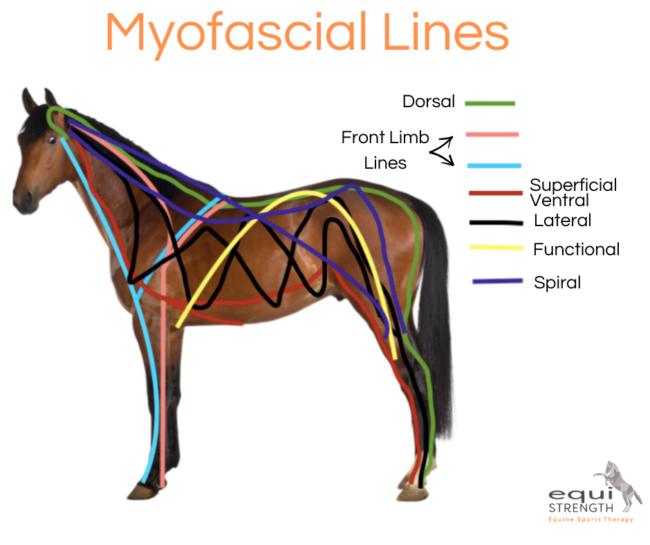 Myofascial Release Session